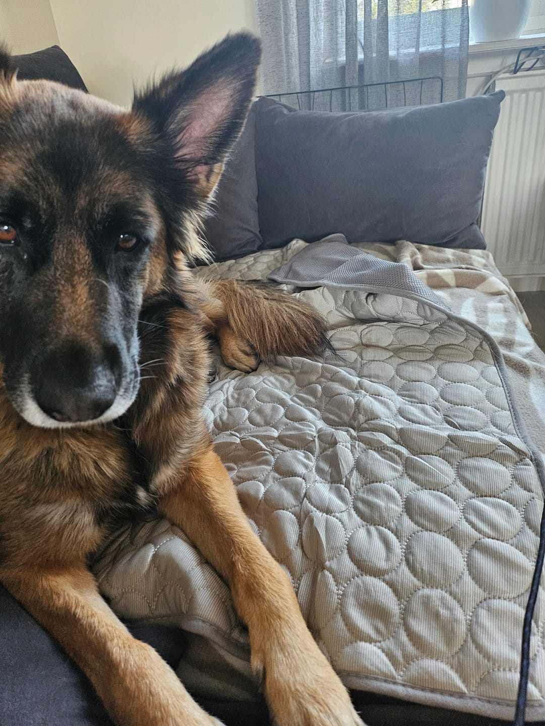 Customer photo review of ❄️ Exklusiv Kylfilt för Hund & Katt – Sval Komfort i Elegant Design