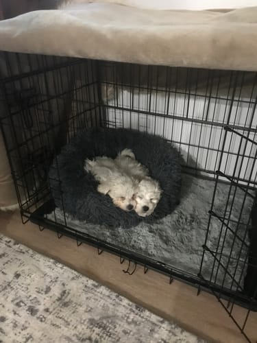 Customer photo review of Snuggle Puppy Dog Toy Replacement Heat Pads- 5 Pack