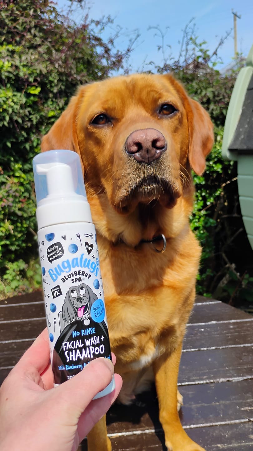 Customer photo review of Blueberry Spa™ No Rinse Facial Wash + Shampoo with Blueberry & Colloidal Oatmeal for Dogs