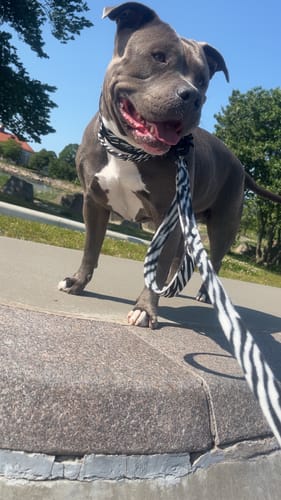 Customer photo review of Walk Leash Zebra- Säkert nylonkoppel i olika längder