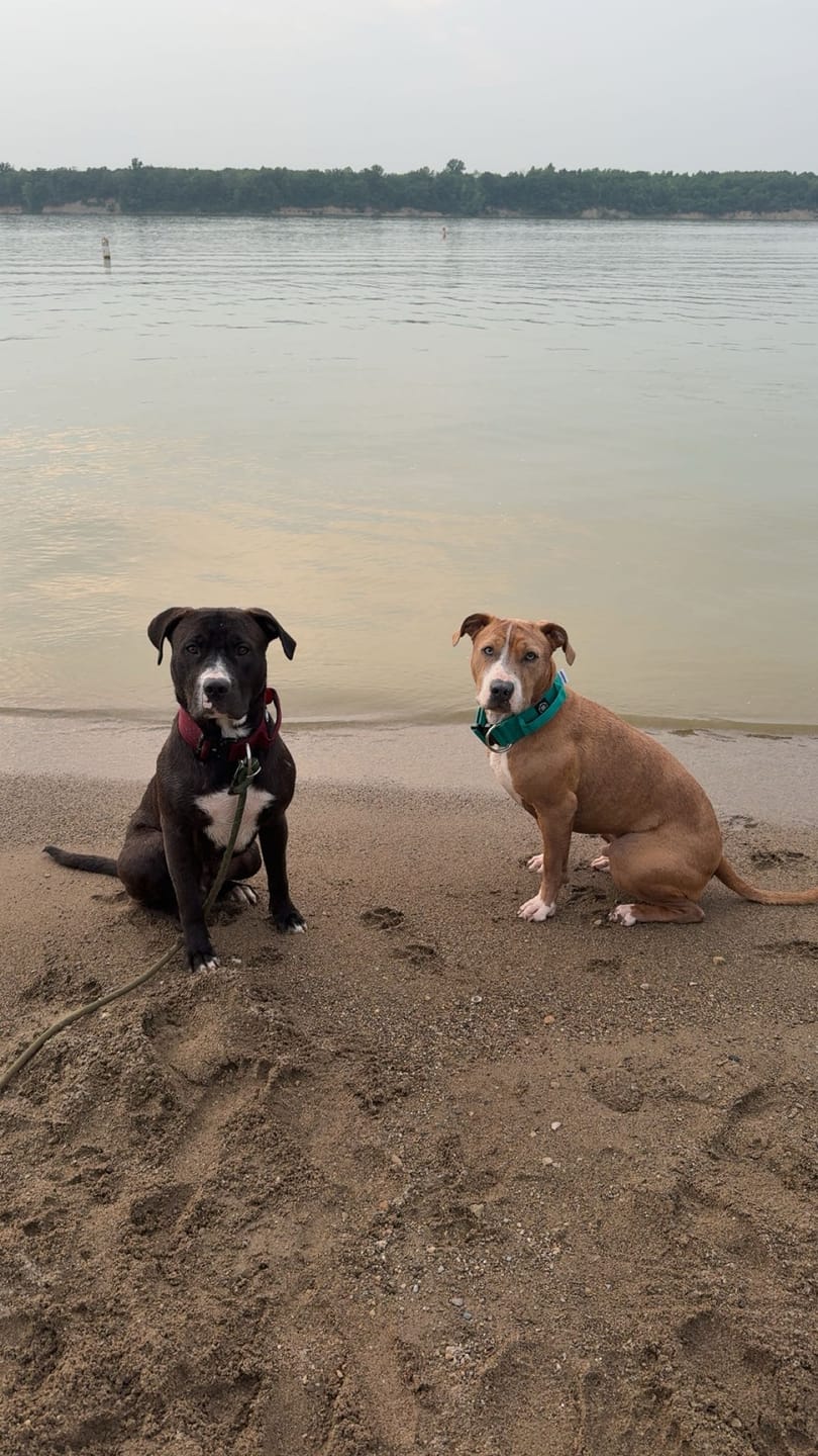 Customer photo review of 5cm Combat® Collar | With Handle & Secure Clip - Turquoise