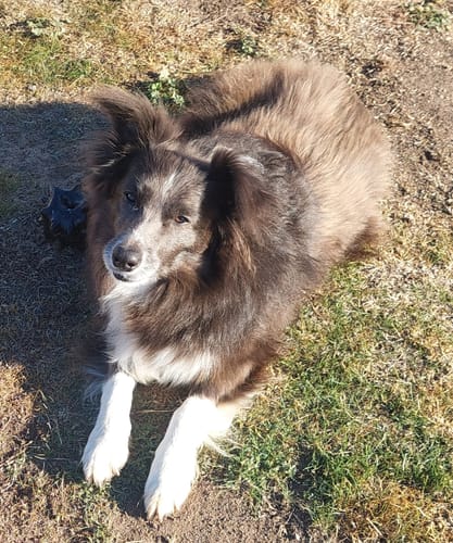 Customer photo review of New Hemp Seed Oil for Large Dogs (500ml)
