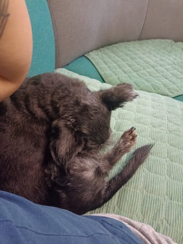 Perro de Norma S.