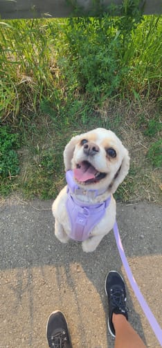 Customer photo review of Solace Adjustable Dog Harness