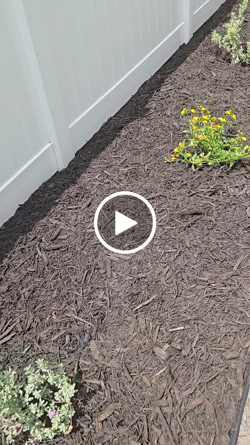 Customer video review of Texas Sage, Silverleaf Purple Sage