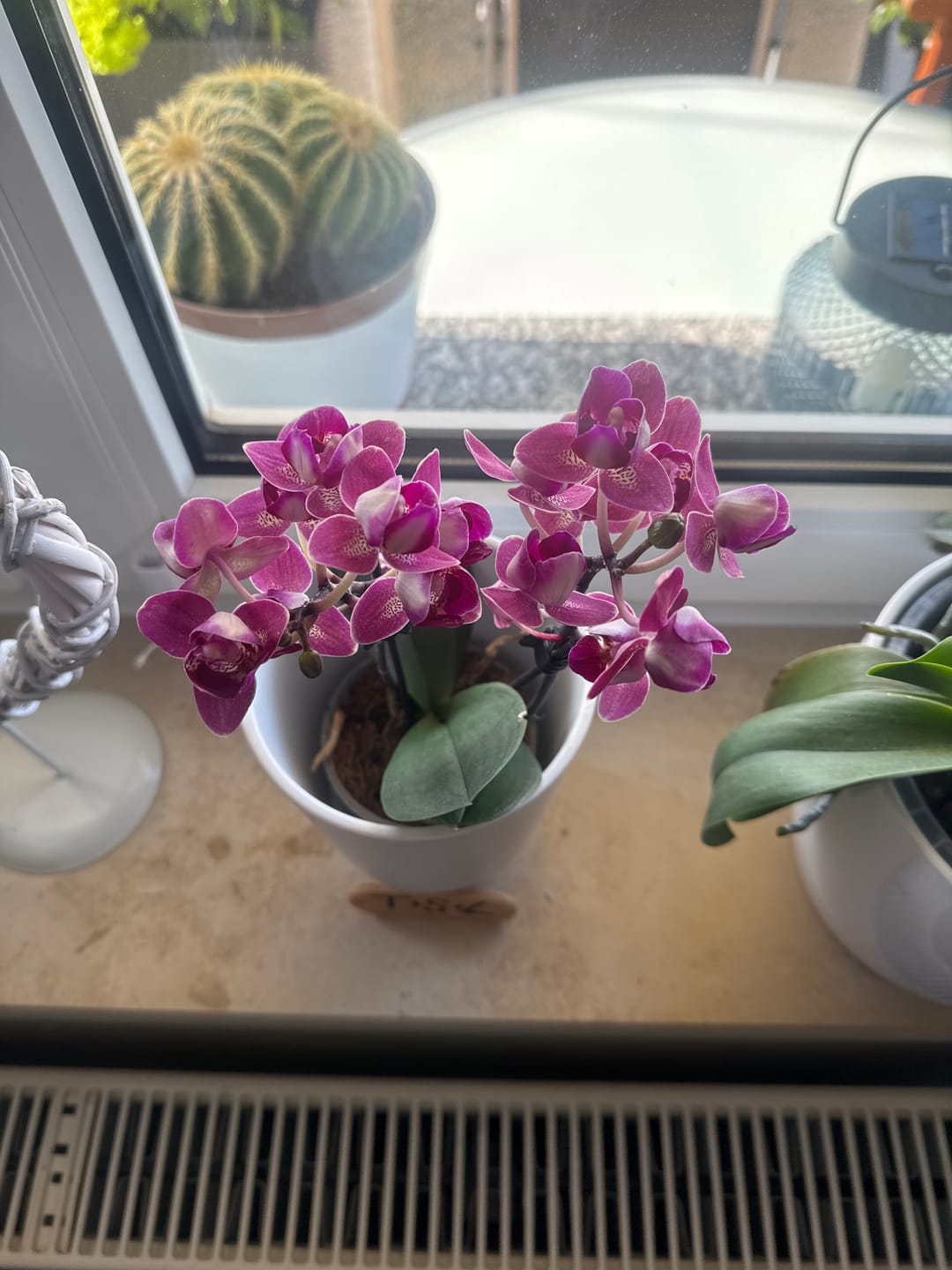 Customer photo review of Pelorische Orchidee Table Dance Chamonix mit weinroten Blüten und 2+ Rispen