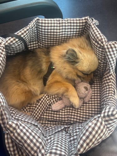 Customer photo review of Borsa Cotone Vichy Marrone