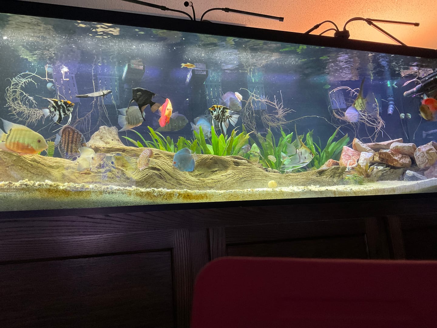 Customer photo review of Purple Mystery Snail