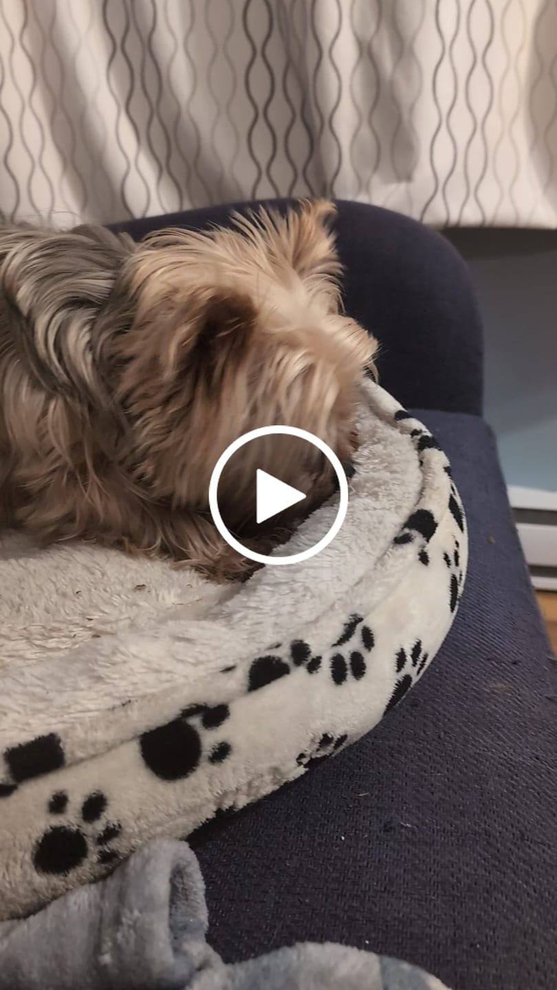 Customer video review of 12 Inch Beef Jerky Strip