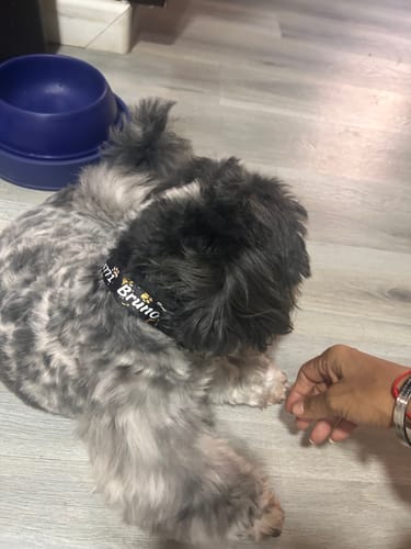 Customer photo review of Collar personalizado para Mascota: Huellitas