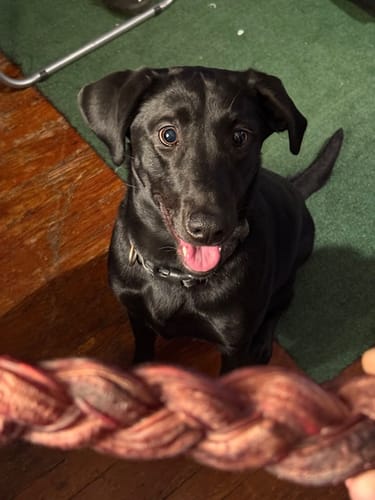 Customer photo review of Jumbo 6" Braided Bully Gift (2 Pack)