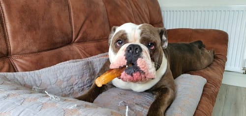 Customer photo review of Himalyan yak chew Bulk buy