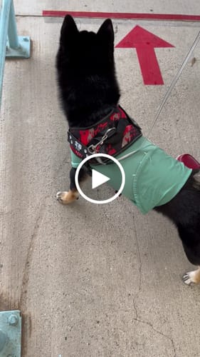 Customer video review of FunFunPet 高機能ハーネス（お名前タグ作成サービス付き）