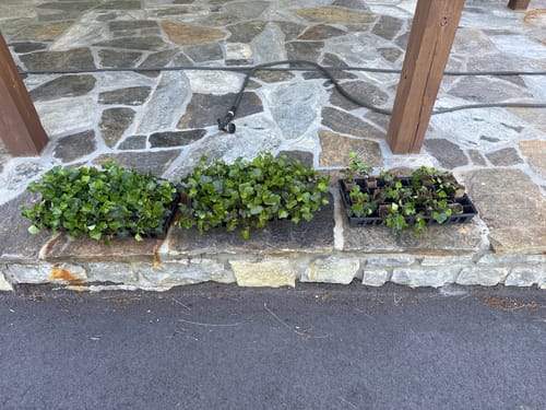 Customer photo review of English Ivy 50 Count Flat