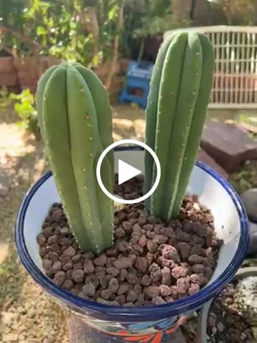 Customer video review of Trichocereus Scopulicola | Spineless San Pedro Cactus