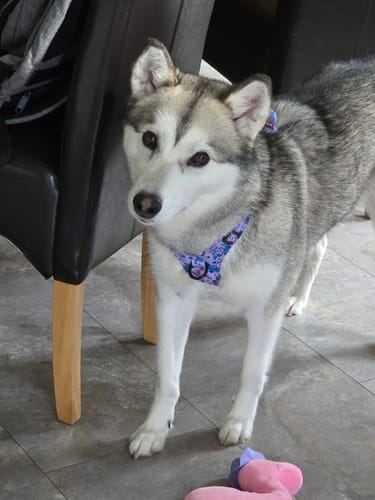 Customer photo review of Tough Trails™ Harness - Tiny Diny