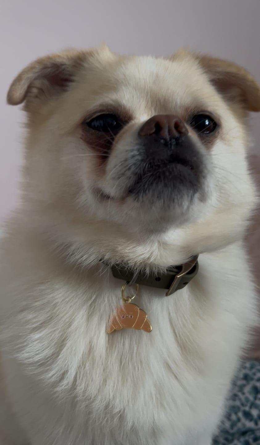 Customer photo review of Croissant Metal Pet Tag