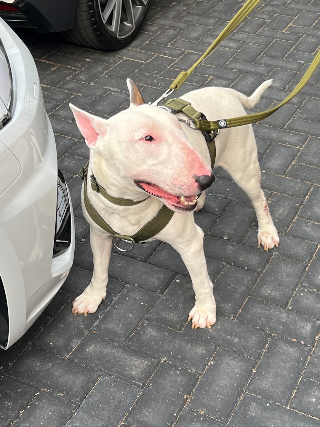 Customer photo review of 4cm Combat® Collar | Handle & Rated Clip -  Khaki