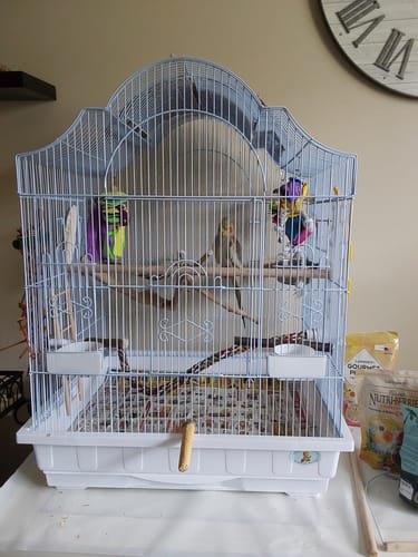 Customer photo review of Kings Cages ES 2521 NOP Napoleon Top Bird Cage 30X25X21 Single