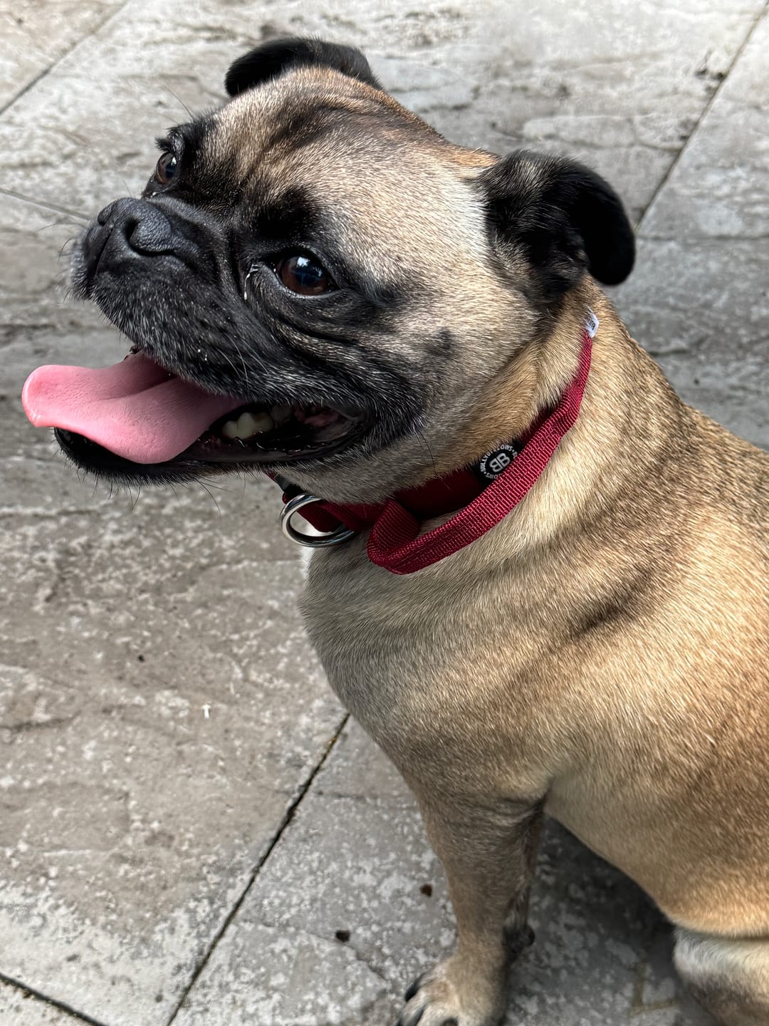 Customer photo review of 2.5cm Combat® Collar | With Handle & Rated Clip - Burgundy