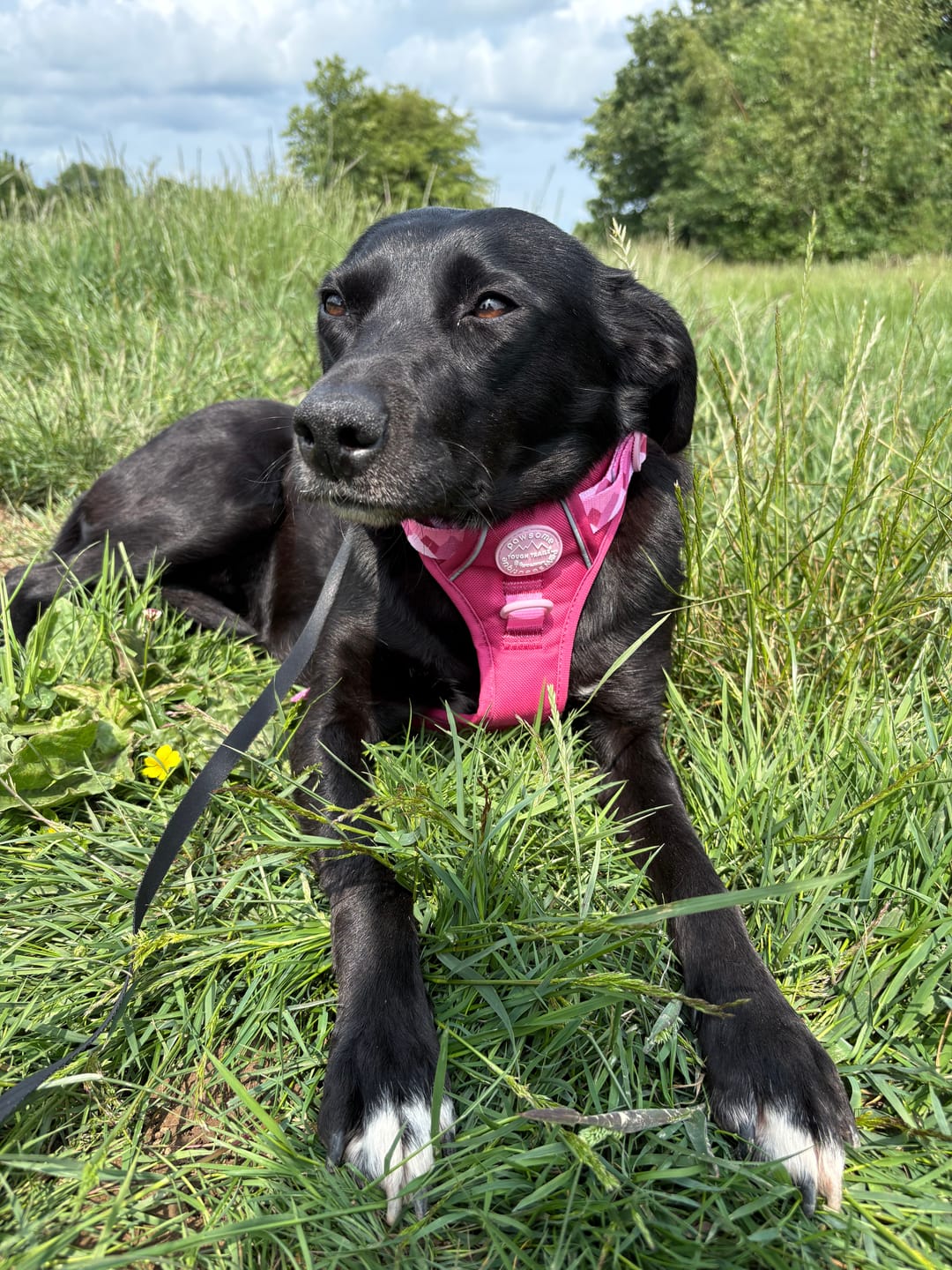 Customer photo review of Tough Trails™ Harness - Walkies Ready® Raspberry Pink