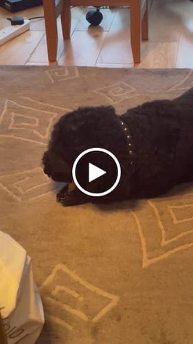 Customer photo review of Himalyan yak chew Bulk buy