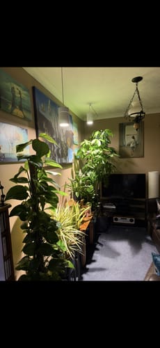 Customer photo review of Claria Grow Light Pendant