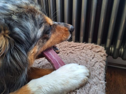 Customer photo review of Himalyan yak chew Bulk buy