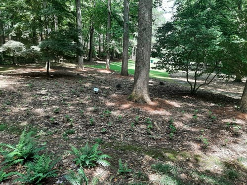 Customer photo review of Pachysandra 50 Count Flat
