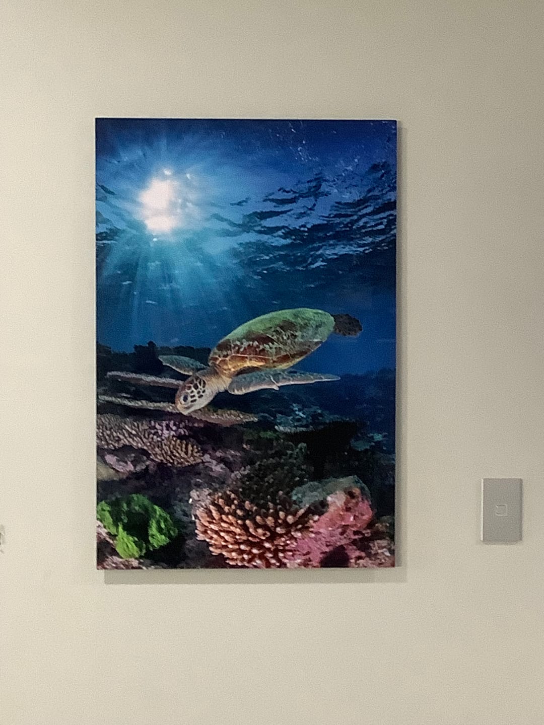 Customer photo review of Morning Light Turtle | Vertical