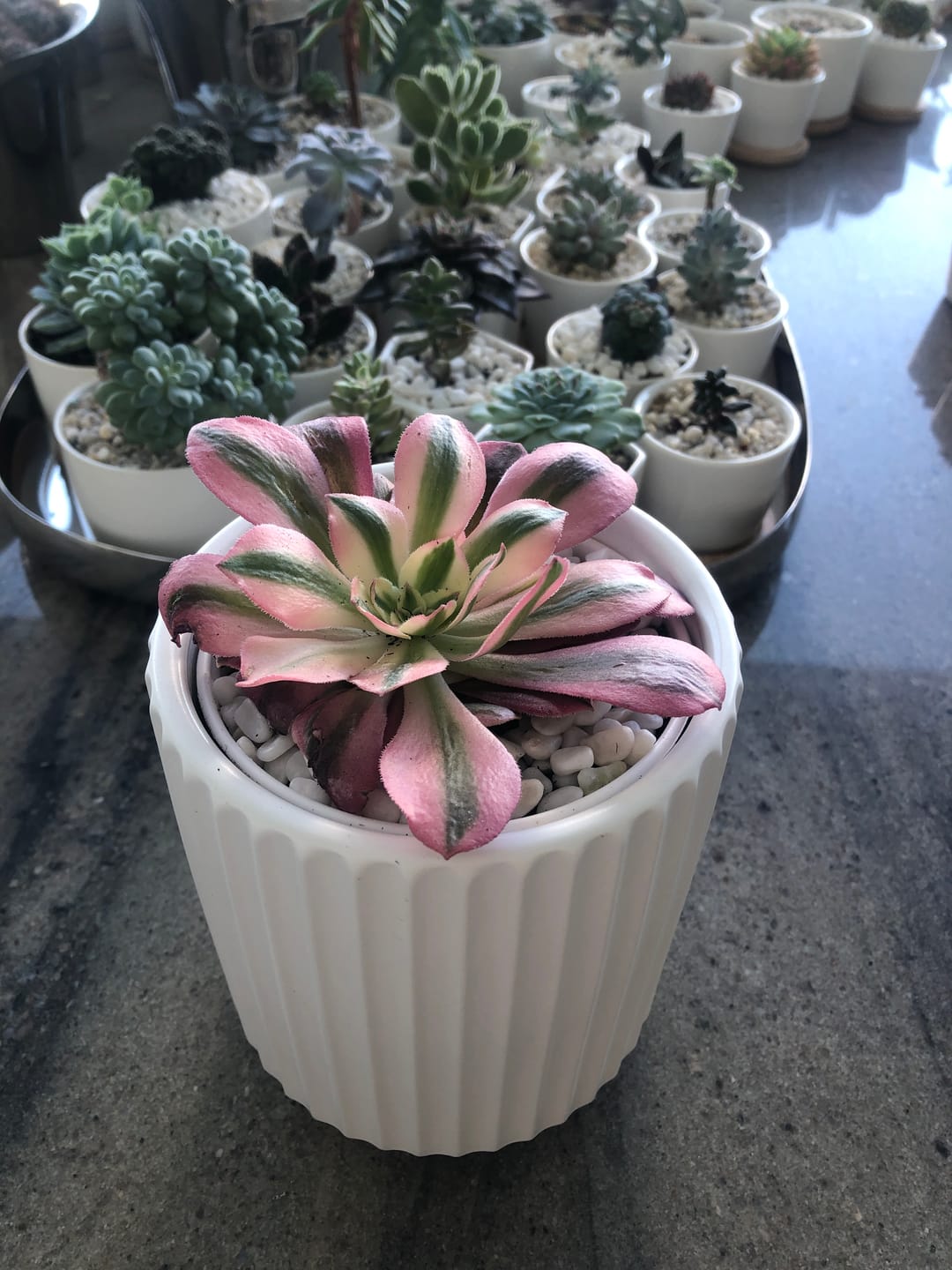 Customer photo review of Aeonium 'Pink Witch'