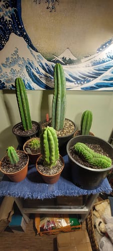 Customer photo review of Astrophytum asterias | Sand Dollar Cactus