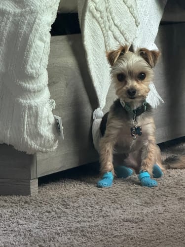 Customer photo review of WagWellies® Mojave