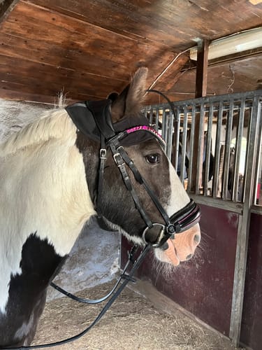 Customer photo review of Pinky Edition Hannoveranisches Reithalfter Pink & Stirnriemen Pinky