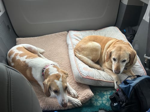 Customer photo review of Calming