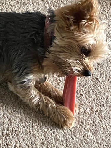Customer photo review of Himalyan yak chew Bulk buy