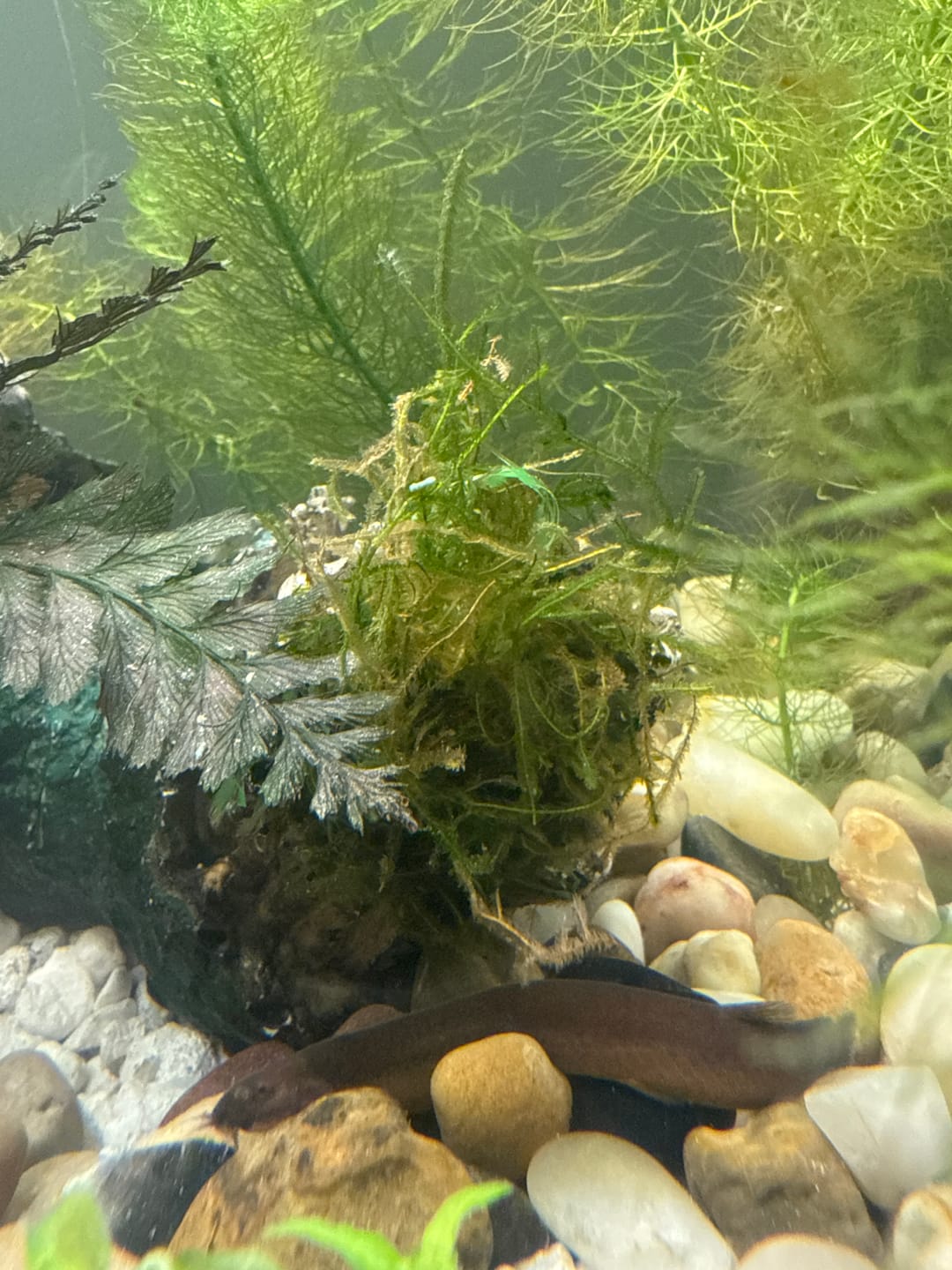 Customer photo review of Java Moss (Golf Ball Size)