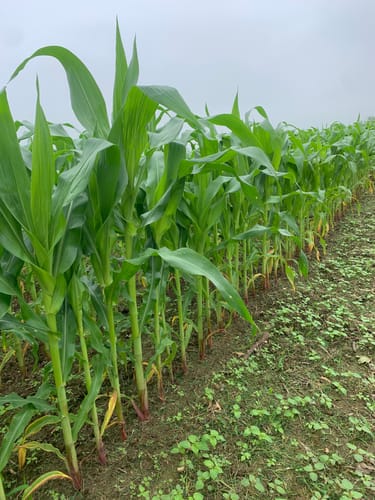 Customer photo review of Remedy Attribute II Sweet Corn (Roundup Ready)