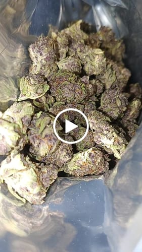 Customer video review of Purple Urkle THCA Flower