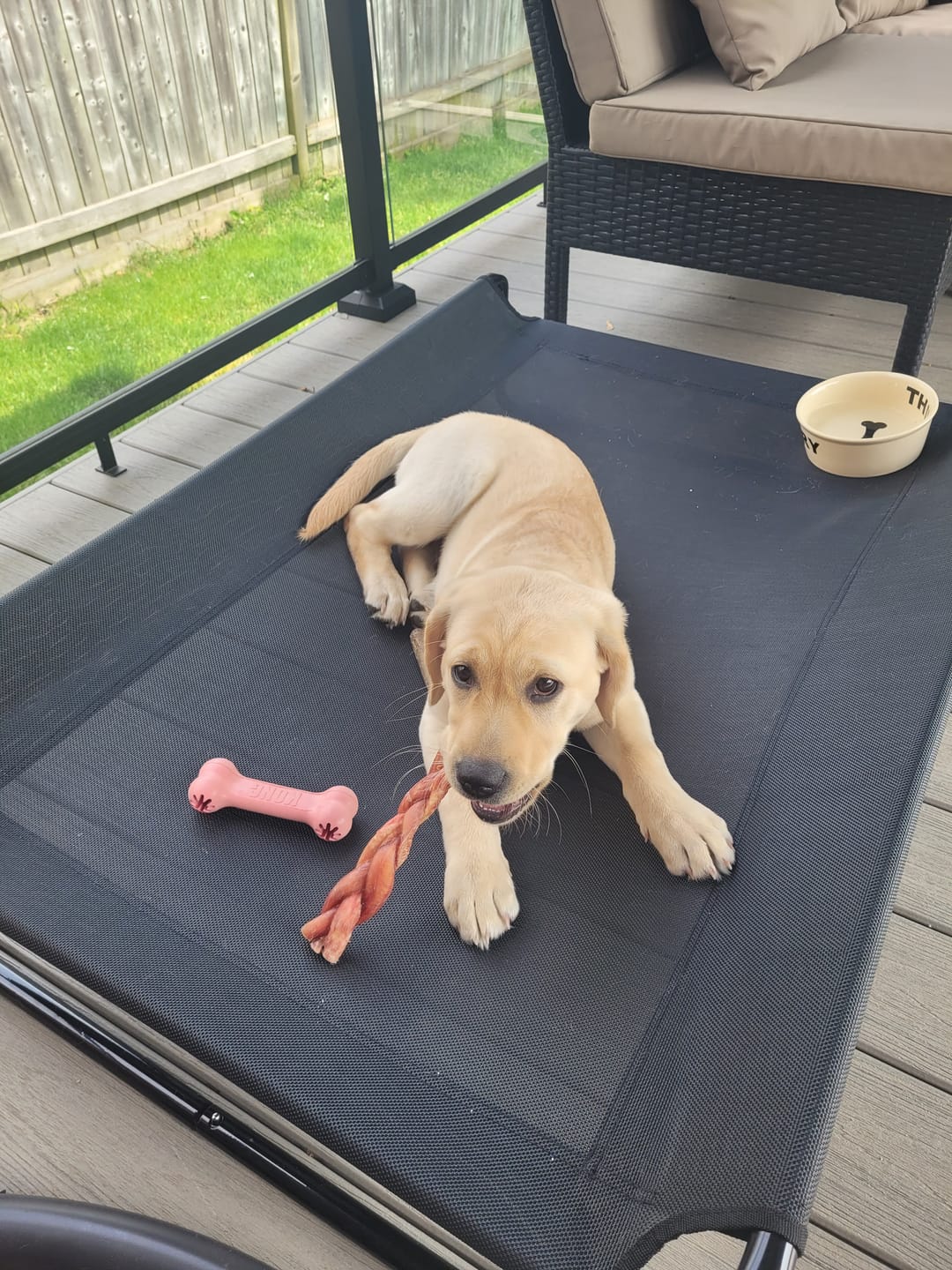 Customer photo review of 12 Inch Thick Braided Bully Stick