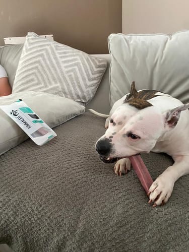Customer photo review of Himalyan yak chew Bulk buy