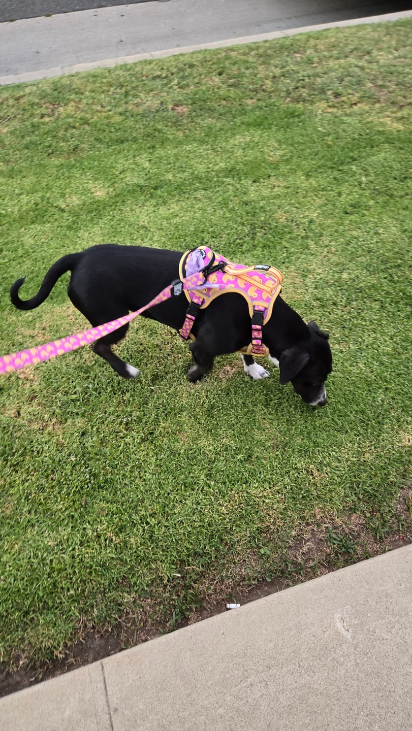 Customer photo review of Pink Rubber Ducky - Adventure Harness