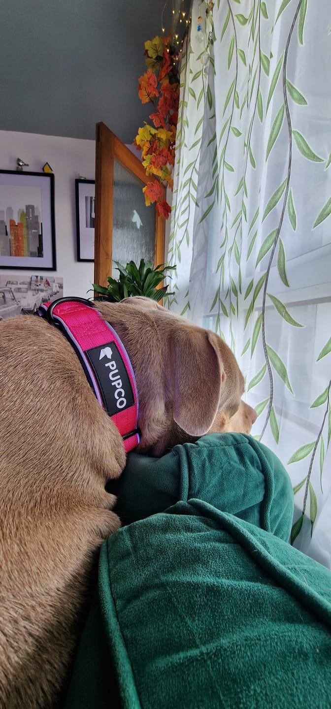 Customer photo review of Reflective tactical collar - Rose pink