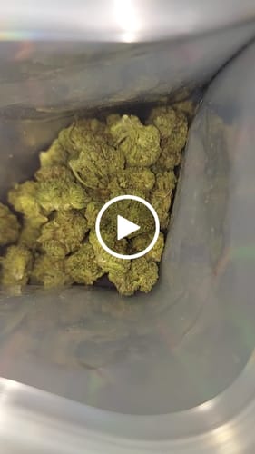 Customer video review of Gelato 41 - 28 Grams Littles - Indica