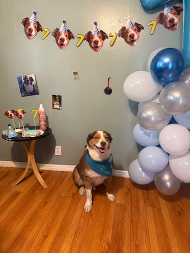 Customer photo review of Personalized Dog Party Pack