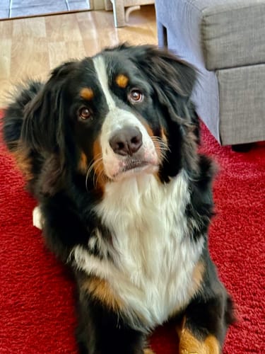 Customer photo review of Skin & Coat