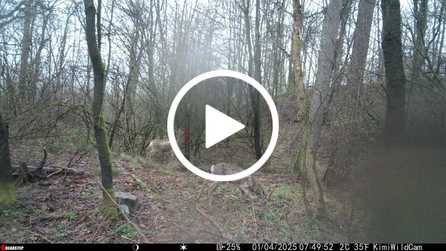Customer video review of Salzspray Anis - Lockmittel Rehwild, Schwarzwild, Rotwild und Damwild