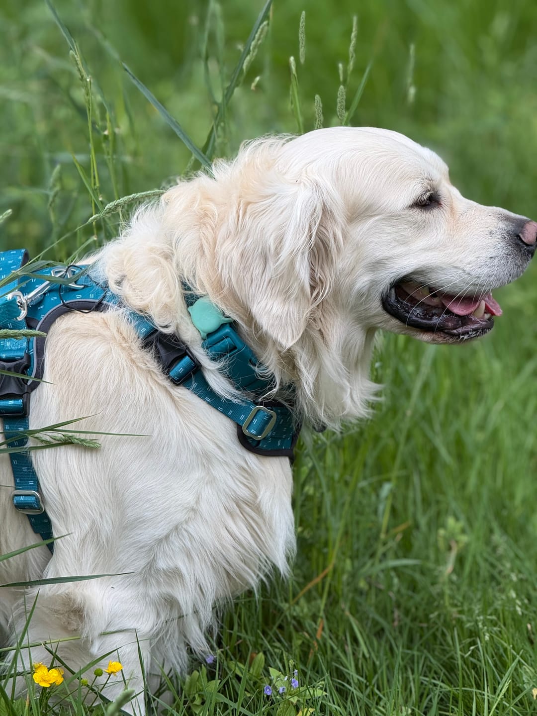 Customer photo review of Tidal Waterproof Collar