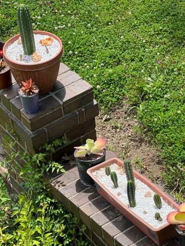 Customer photo review of San Pedro Cactus | Trichocereus (Echinopsis) Pachanoi
