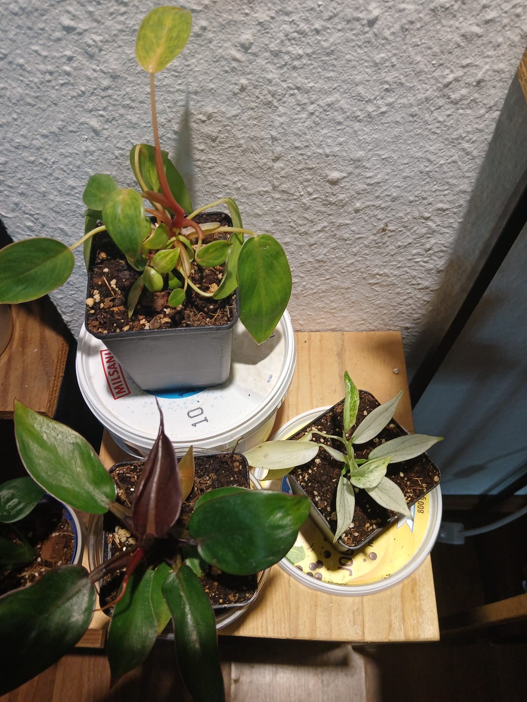 Customer photo review of SUBSTRAT - SPHAGNUM MOOS